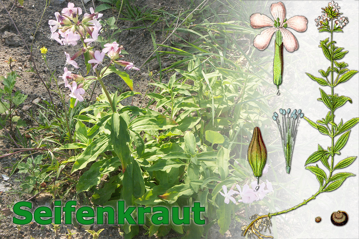 Seifenkraut / Saponina