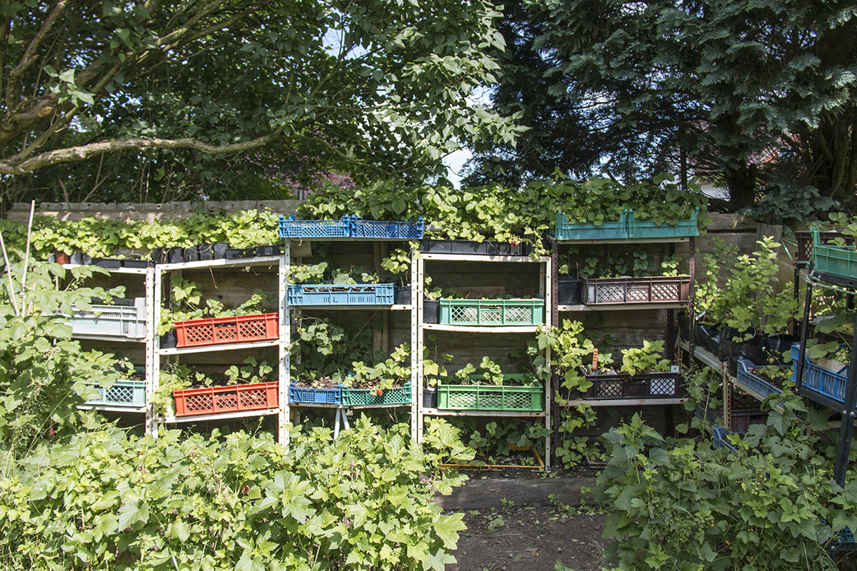 Vertikalanbau im Garten