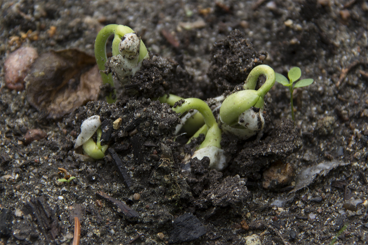 prepper gardening